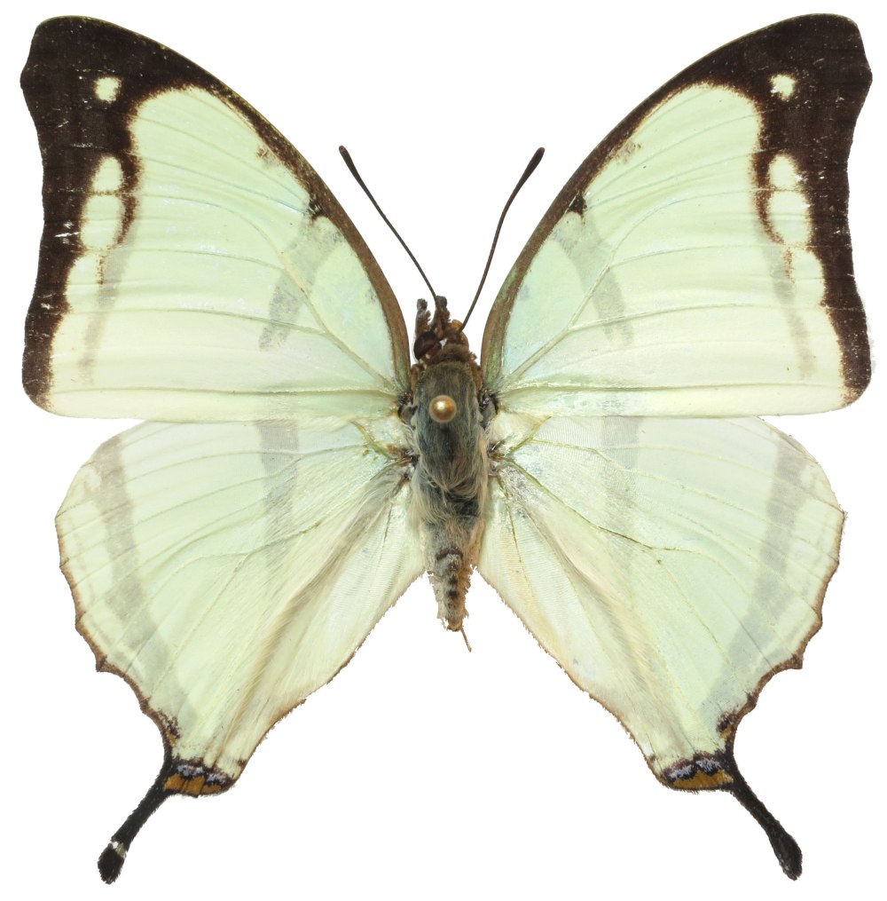 Charaxes Betanimena