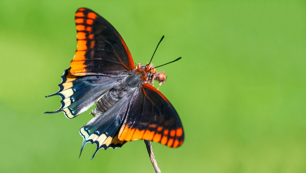 Foxy Император (jasius Charaxes)