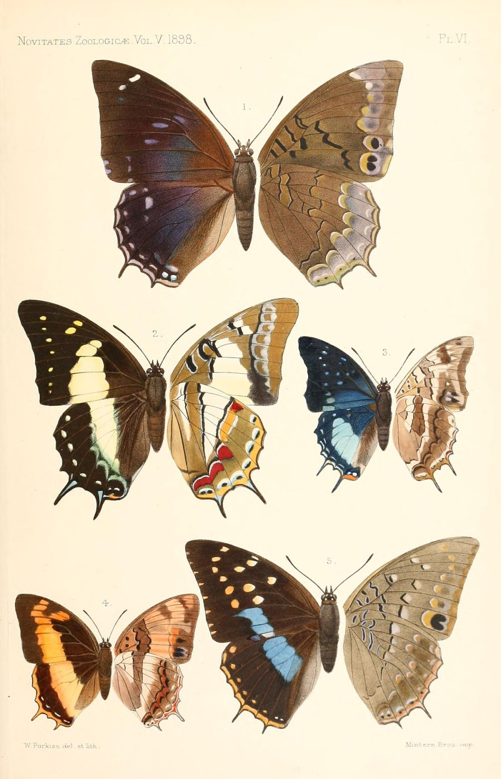 Charaxes Cithaeron