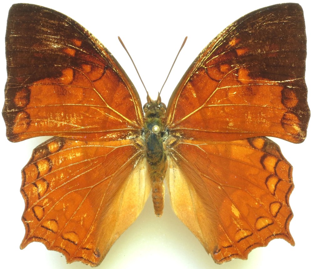Charaxes Anticlea