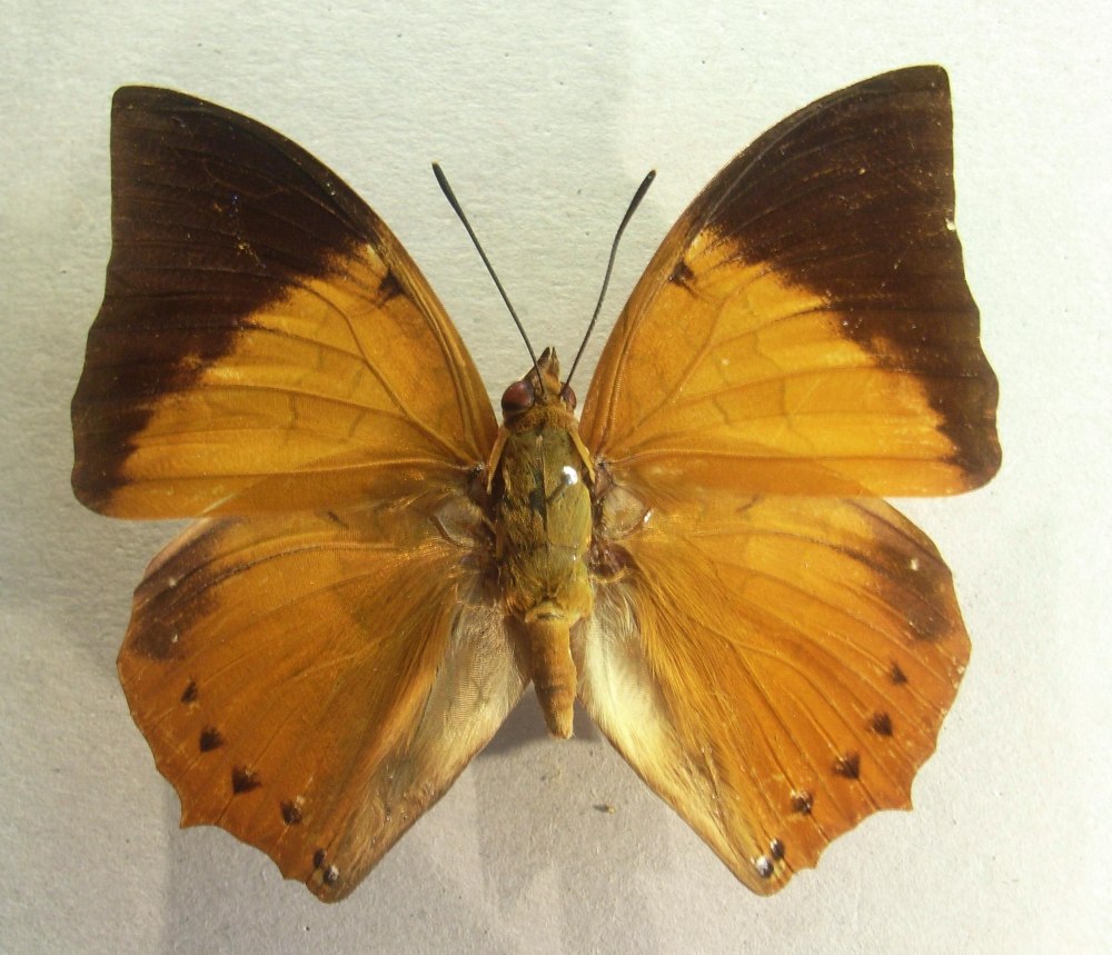 Charaxes subornatus