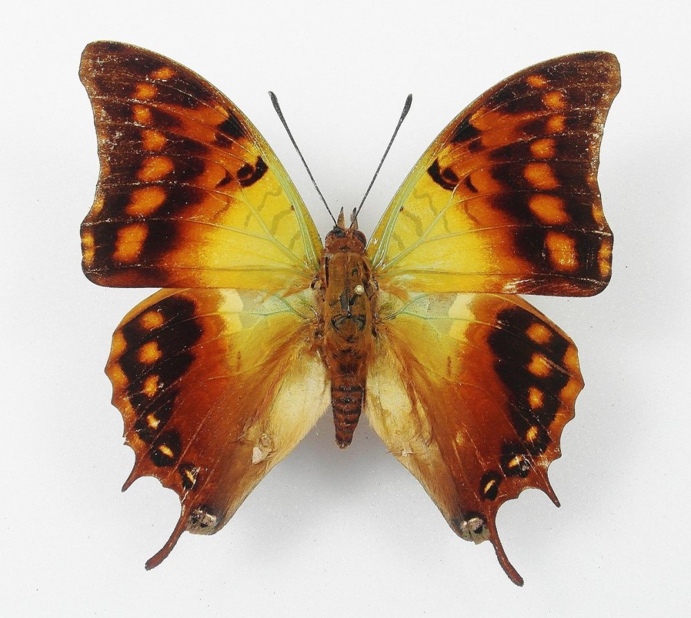 Charaxes candiope бабочка