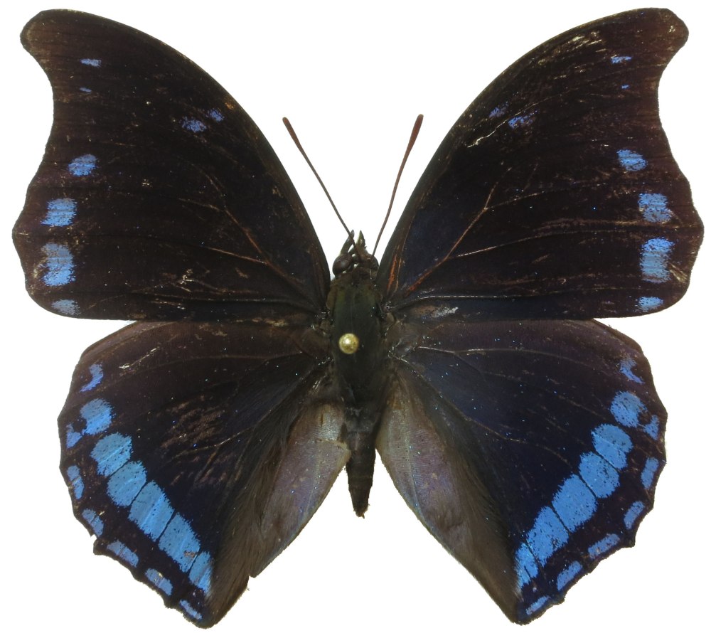 Charaxes Lycurgus бабочка