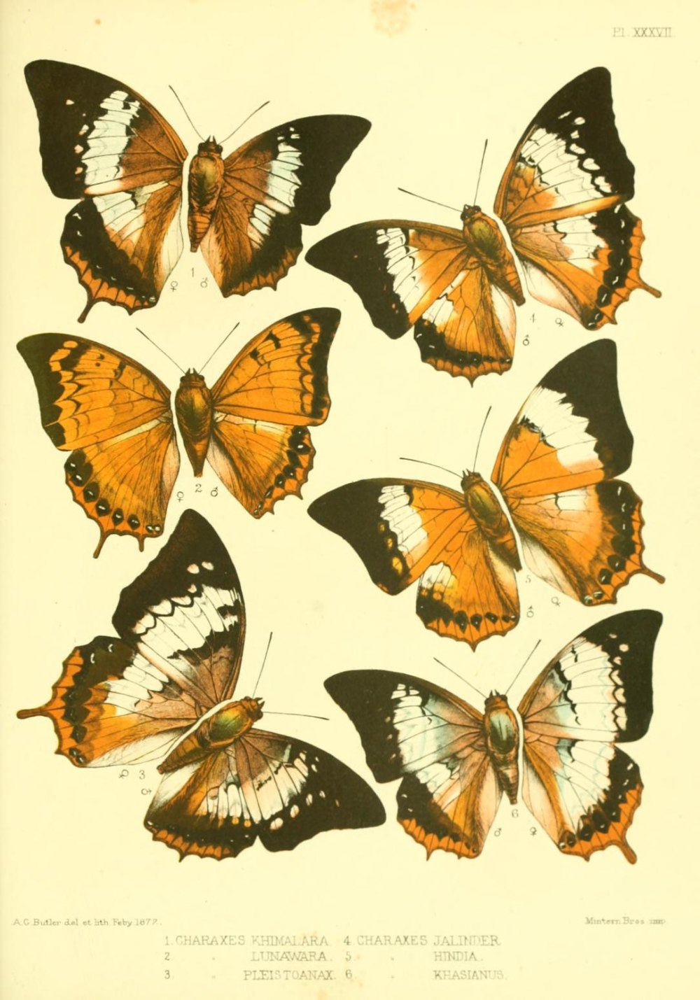 Charaxes kissericus бабочка