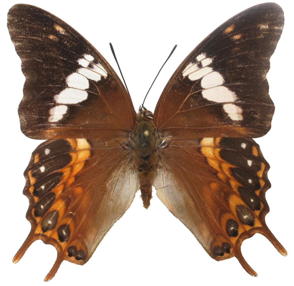 Charaxes antamboulou