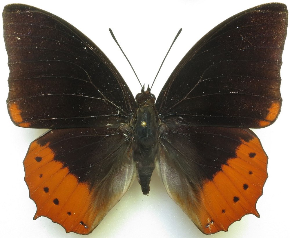 Charaxes protoclea