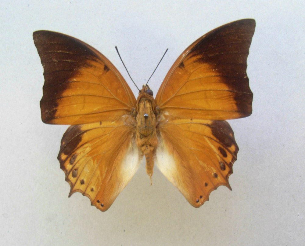Charaxes Nobilis
