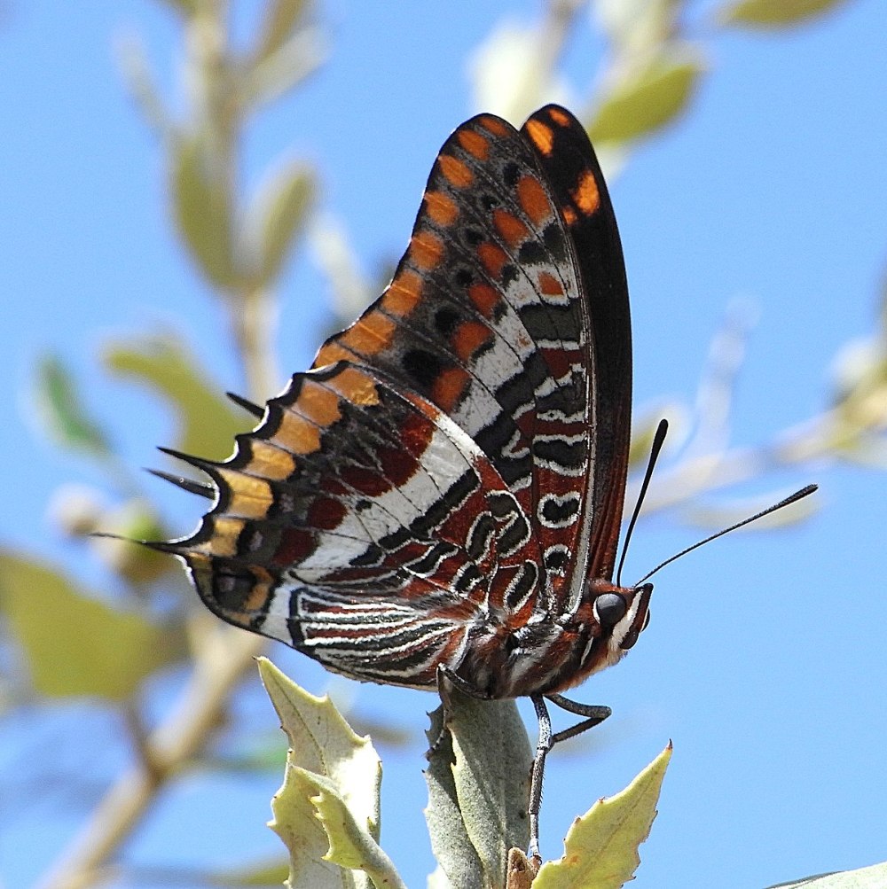 Charaxes Cithaeron бабочка