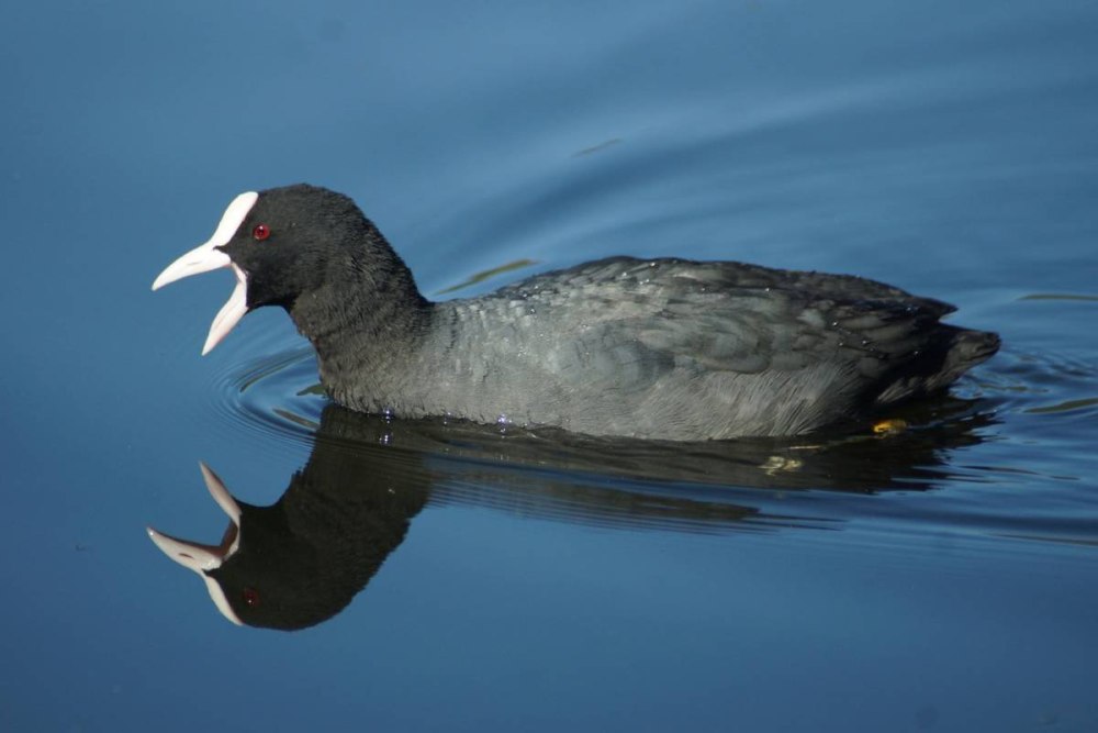 Лысуха – Fulica atra (l., 1758)