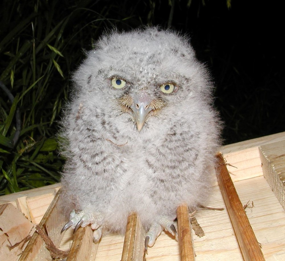 Owl o rly