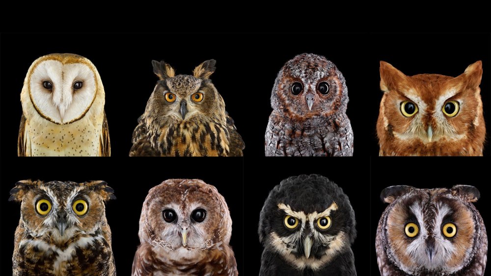 Отряд Совообразные Strigiformes