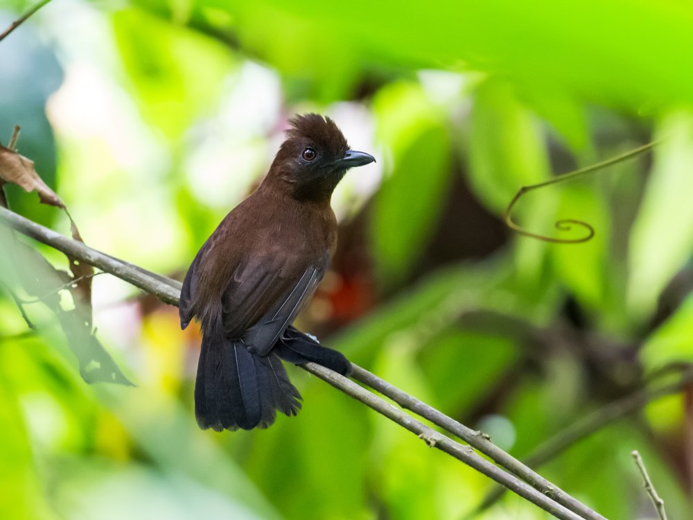 White-masked Antbird