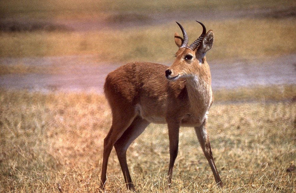 Common Reedbuck антилопа
