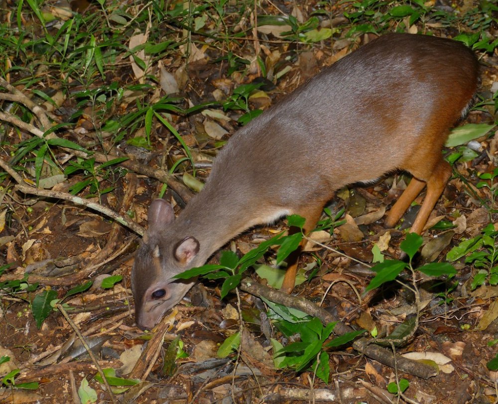 Cephalophus brookei