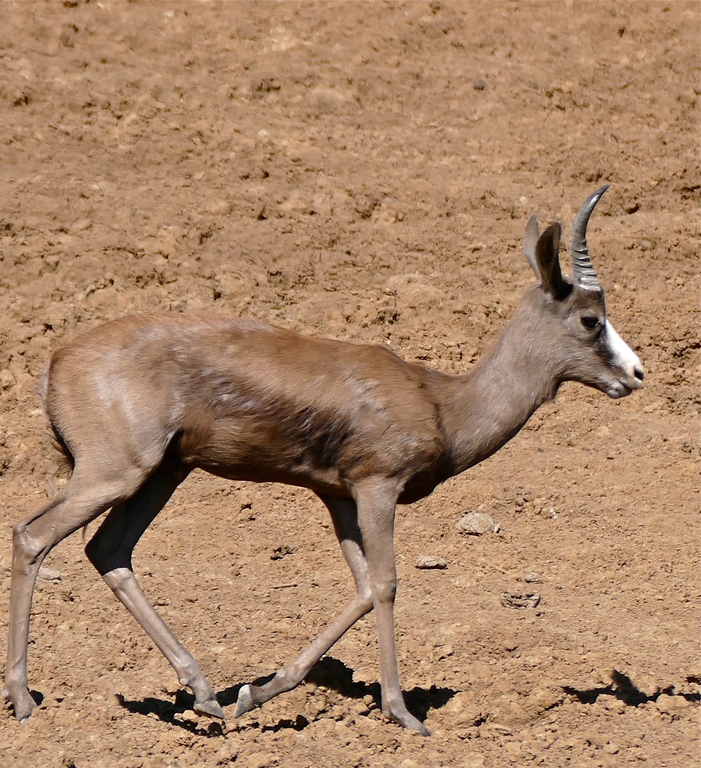 Спрингбок Antidorcas marsupialis