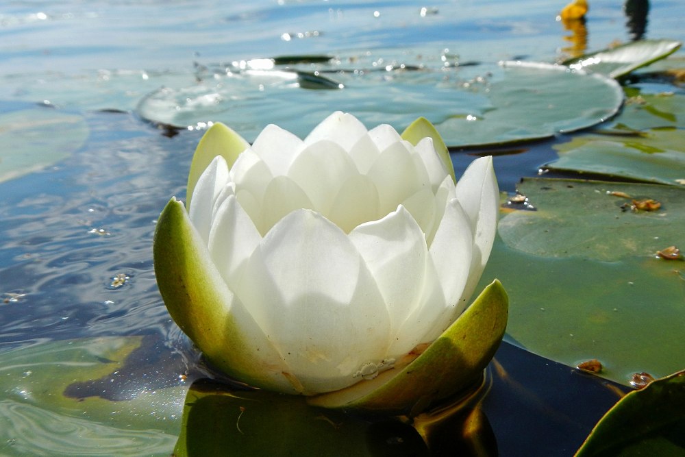 Кувшинка белая (Nymphaea Alba)