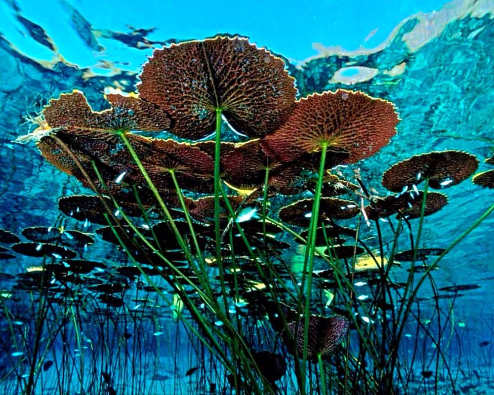 Растения под водой
