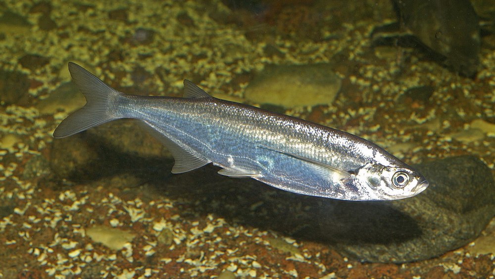 Чехонь Pelecus cultratus