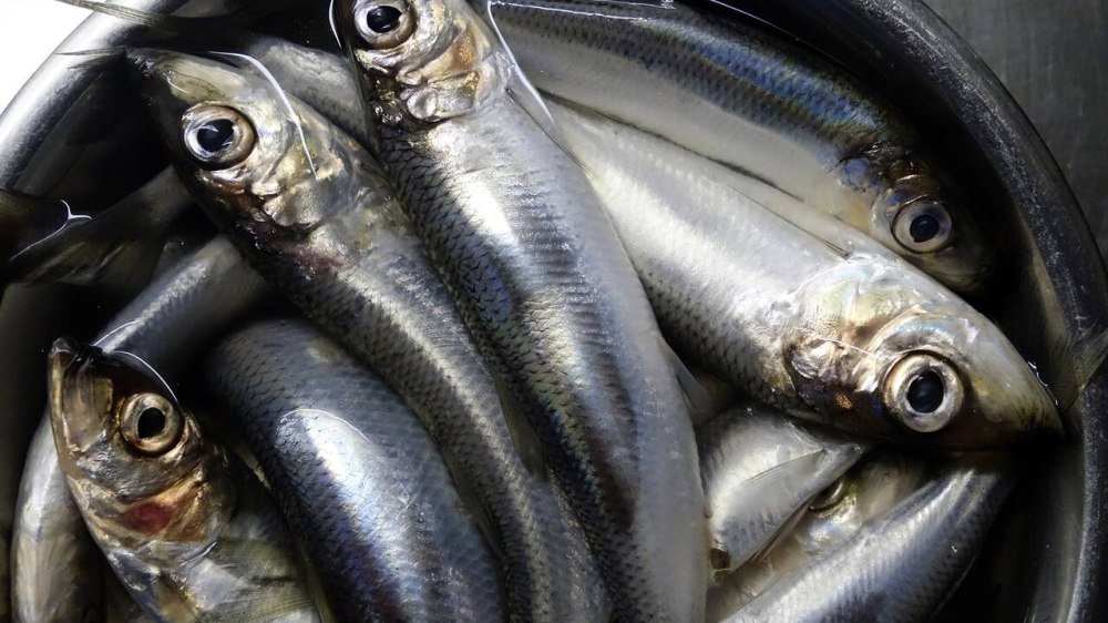 Hundreds of slippery Fish are all over the ground.