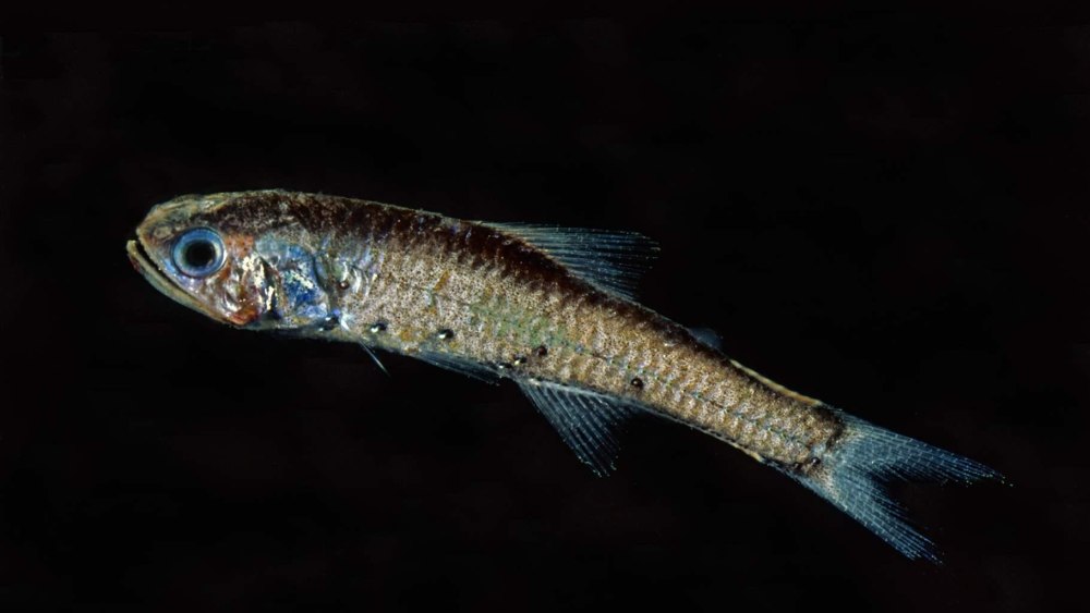 Lanternfish
