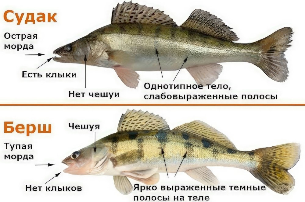 Бёрш и Судак отличия