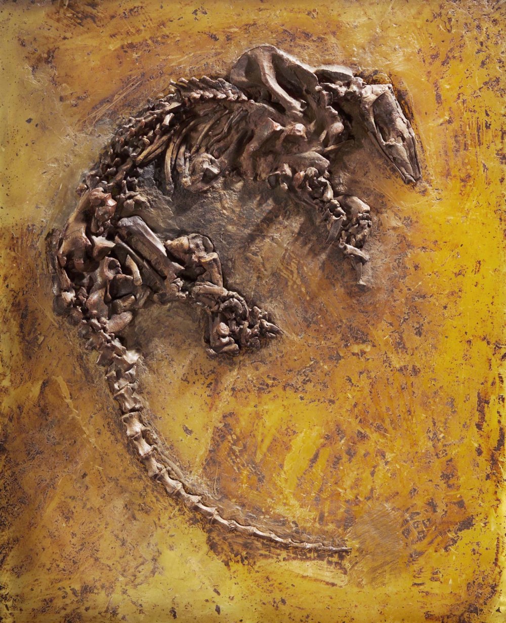 Pholidocercus hassiacus