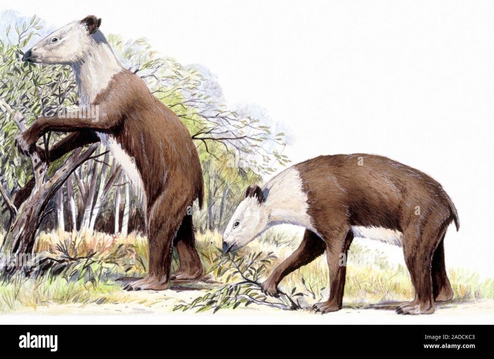 Homalodotherium cunninghami