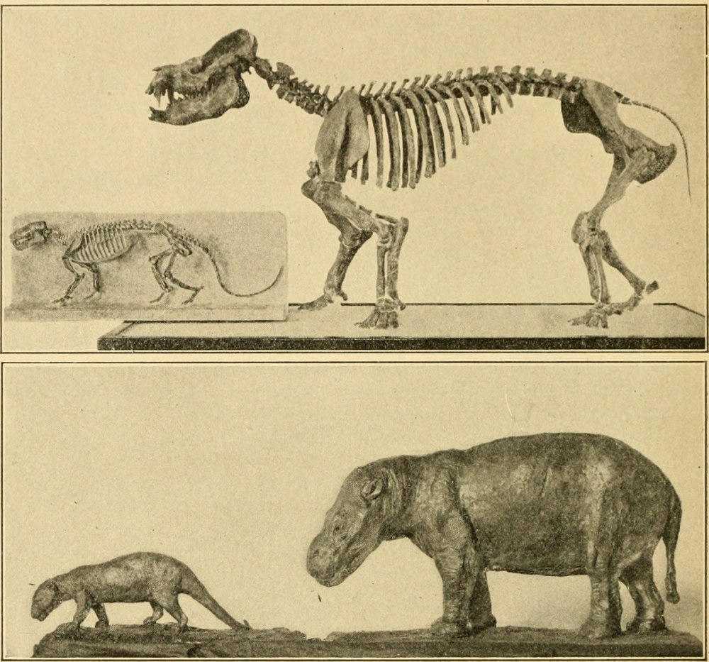 Век млекопитающих age of mammals
