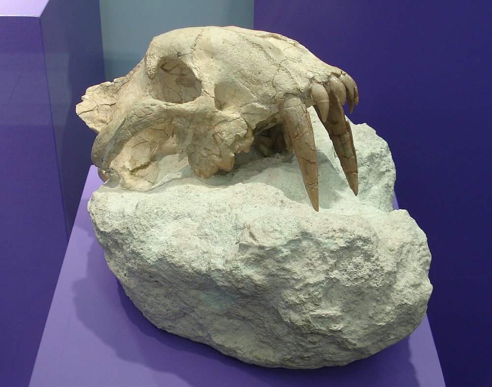 Drepanodon primaevus