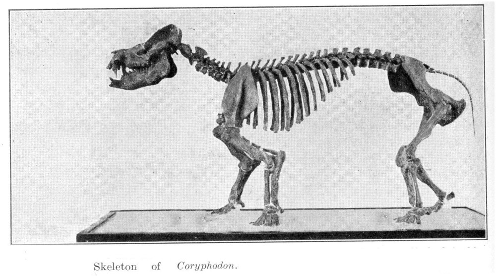 Coryphodon скелет