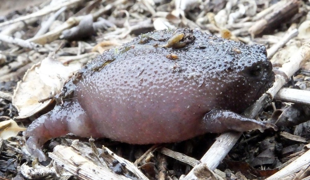 Зевающие Жабы breviceps fuscus