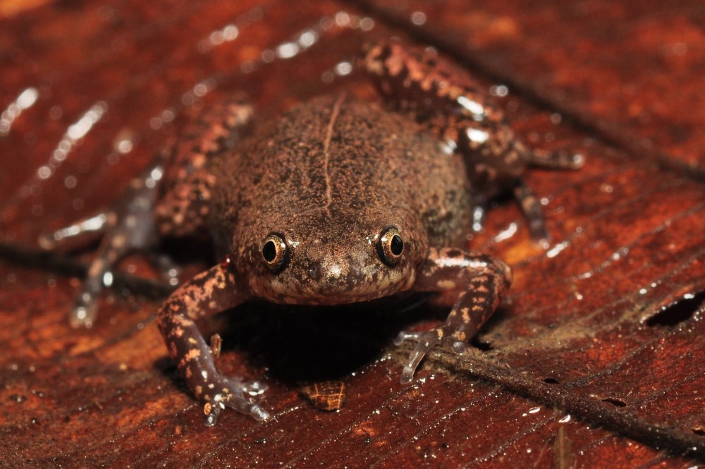 Chiasmocleis ventrimaculata