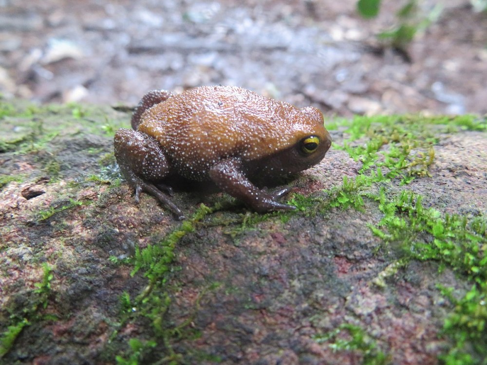 Probreviceps Uluguruensis