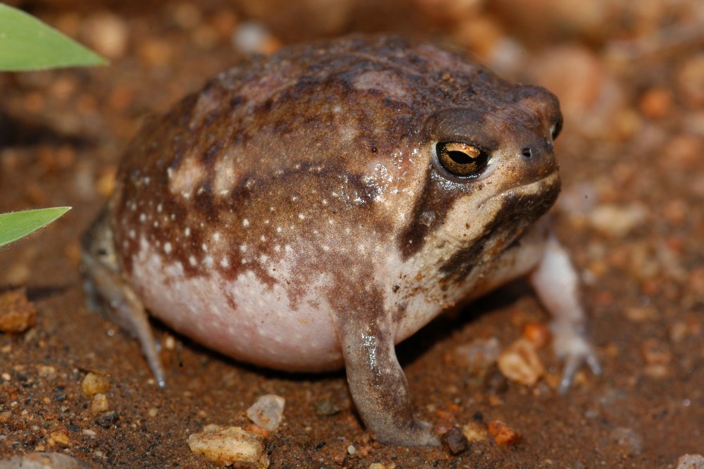 Breviceps Love