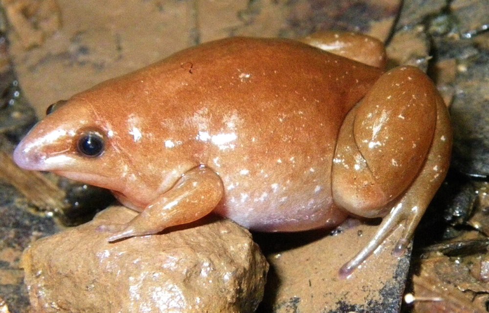 Австралийский узкорот
