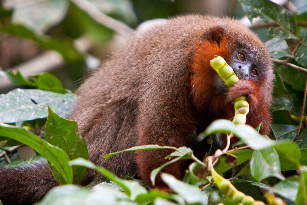 Callicebus barbarabrownae