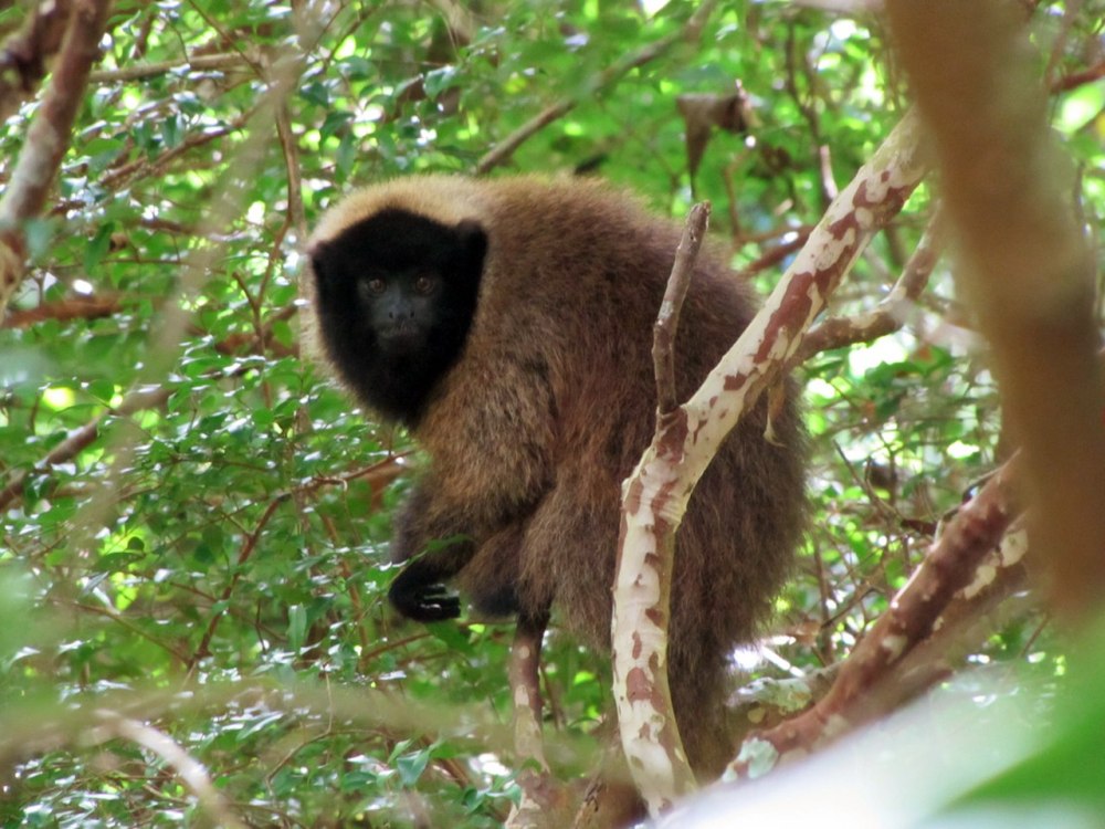 Callicebus personatus