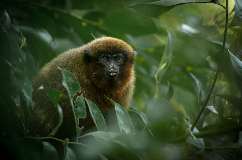 Callicebus vieirai