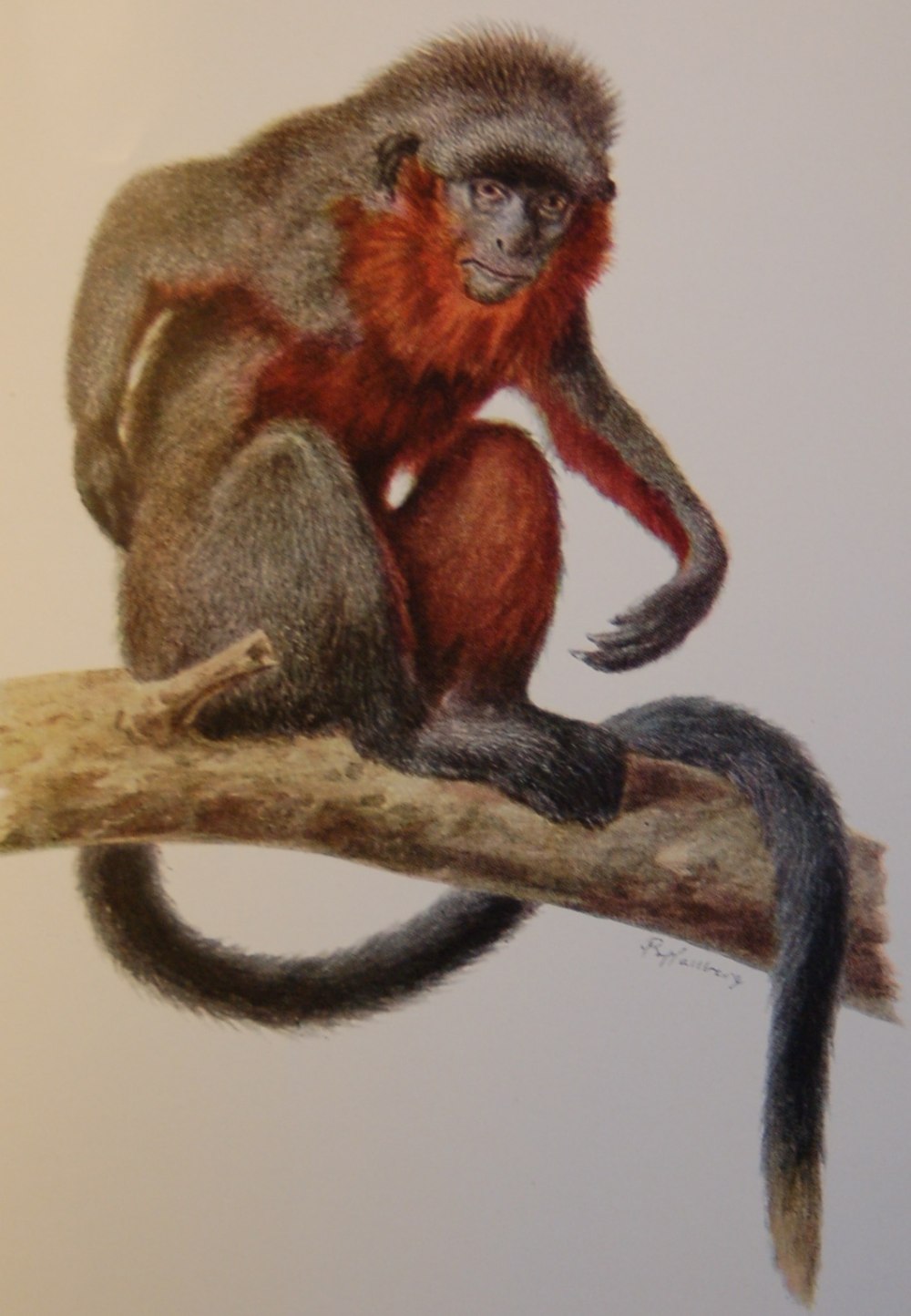 Callicebus nigrifrons