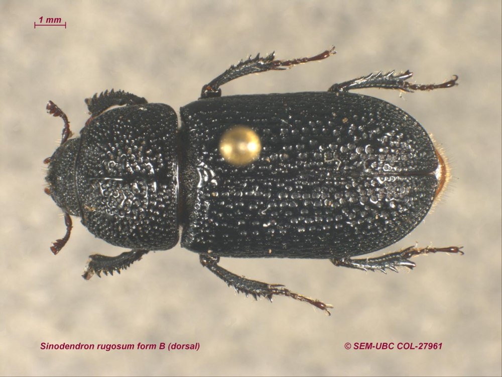 Sinodendron rugosum