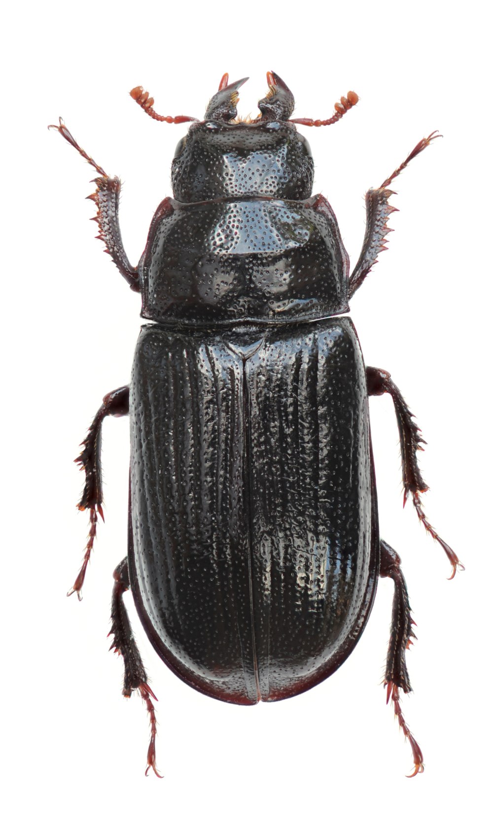 Prismognathus subaeneus
