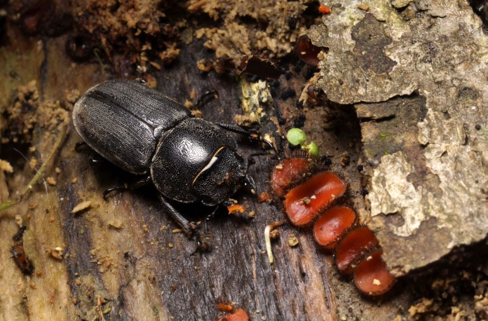 Dorcus parallelipipedus