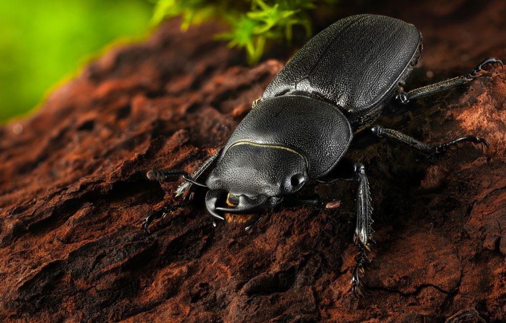 Жук Dorcus parallelipipedus