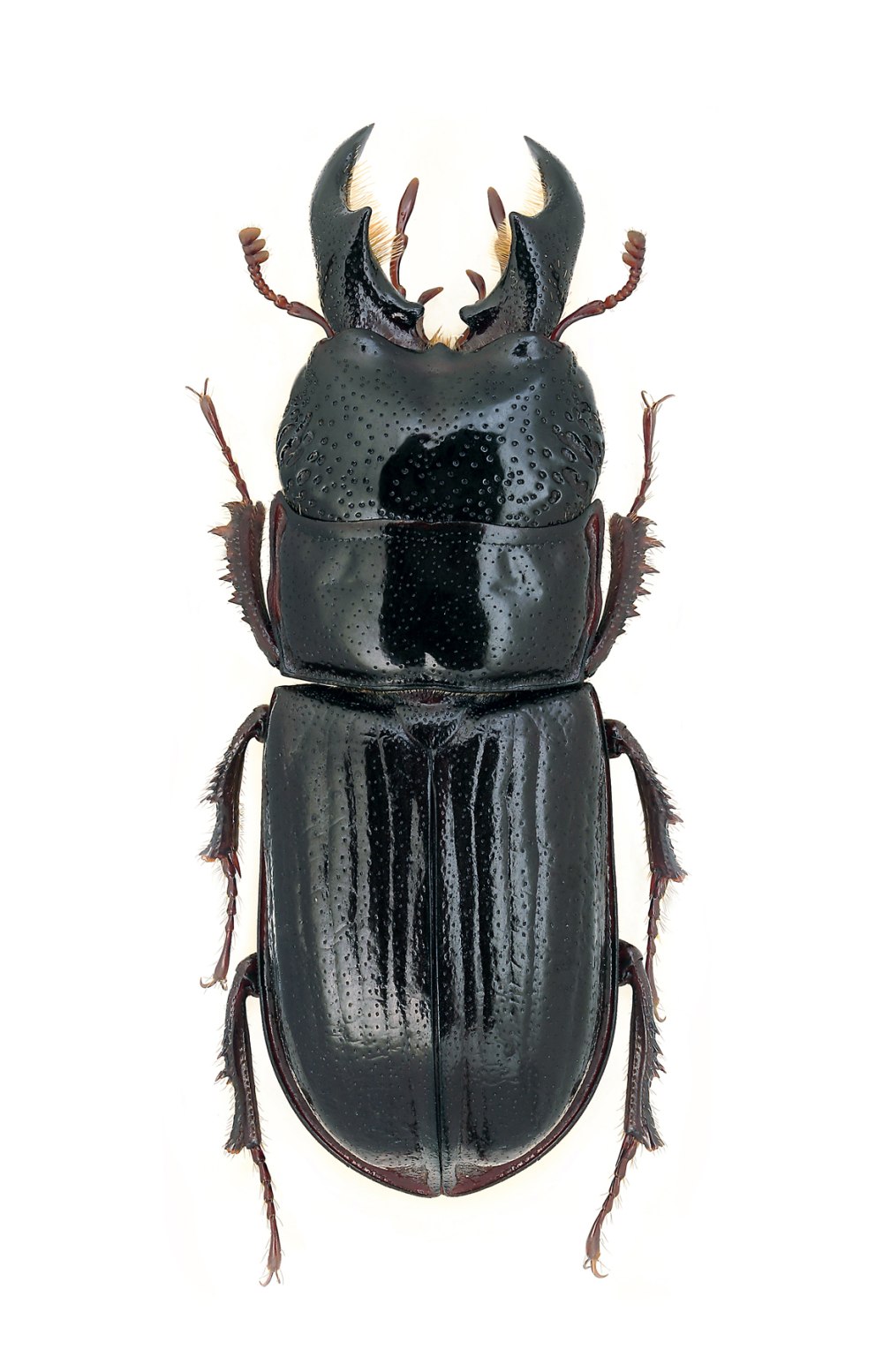 Ceruchus chrysomelinus