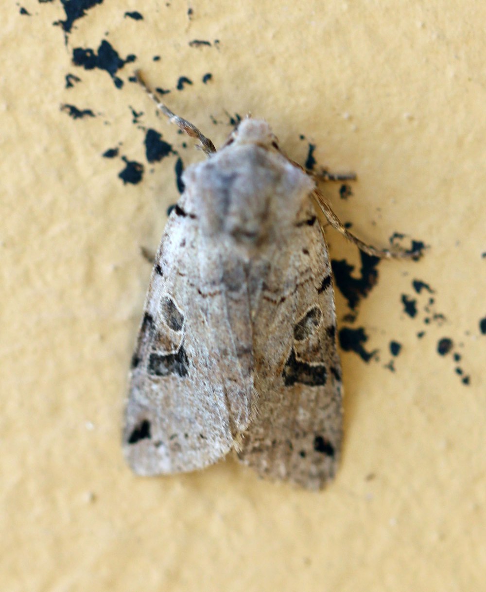 Anchoscelis litura