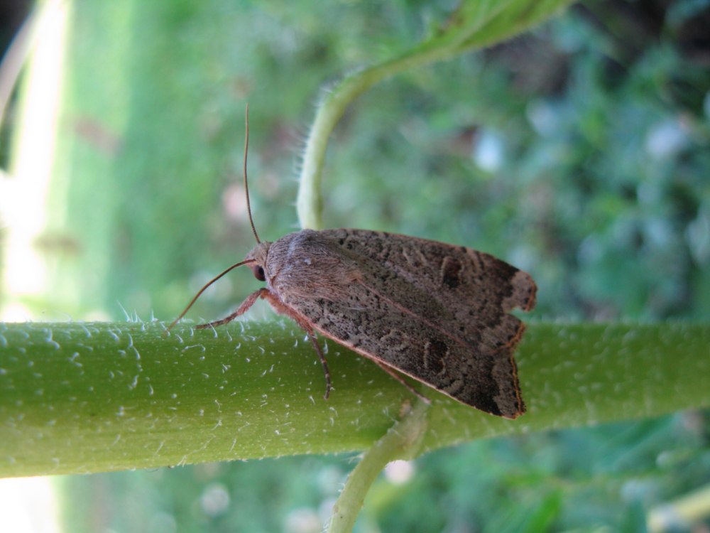 Noctua interposita