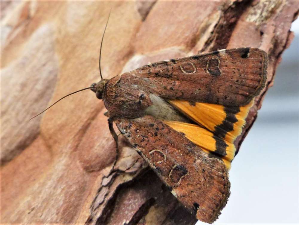 Noctua pronuba гусеница