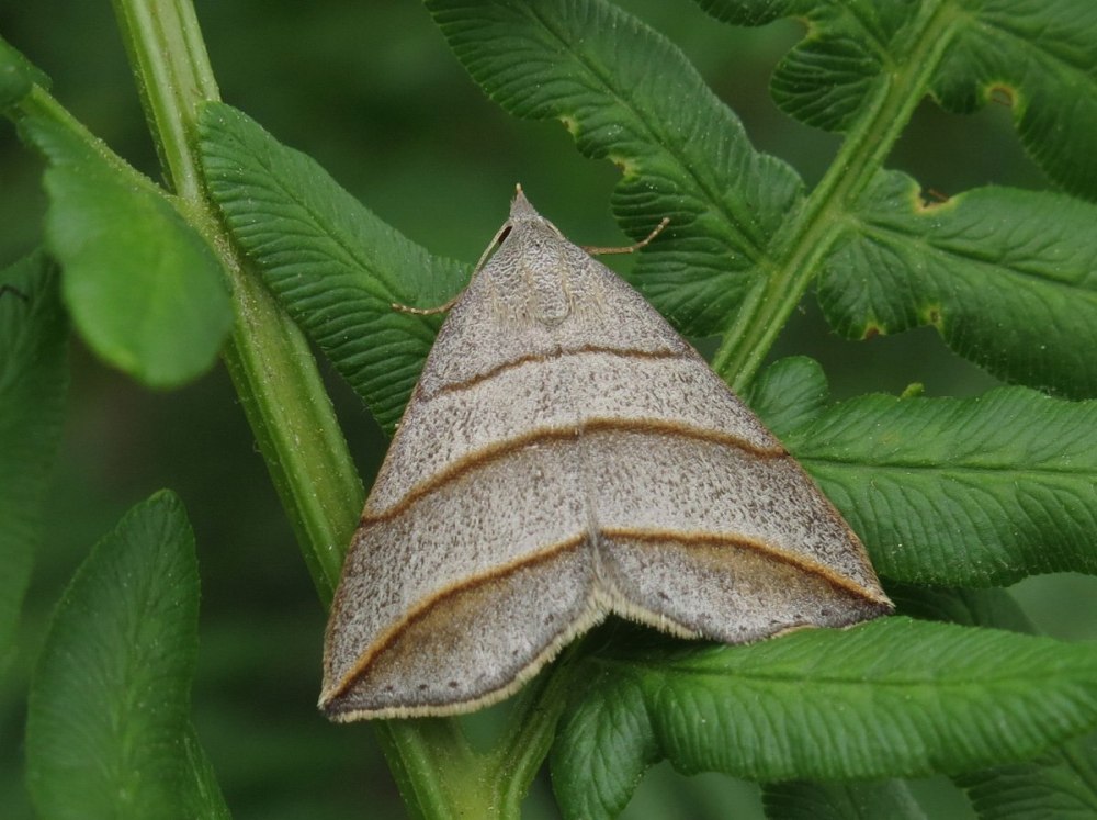 Brachylomia viminalis