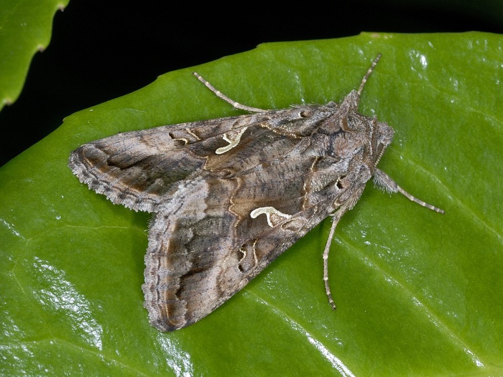Совка-гамма (Autographa Gamma l.)