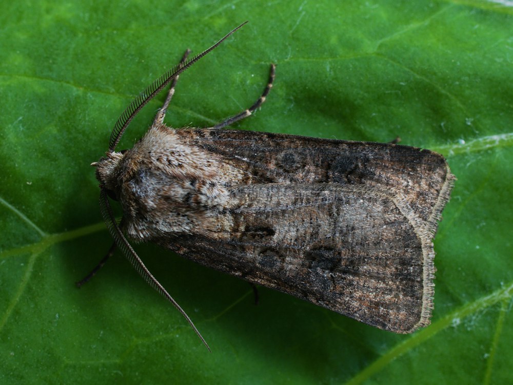 Совка корневая Agrotis vestigialis
